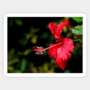 Dancing Red Hibiscus Sticker